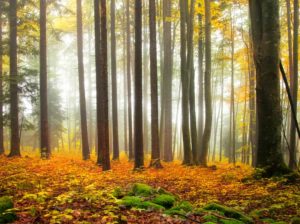 lowenberg-stufe-a-legna-ad-accumulo-dalla-germania